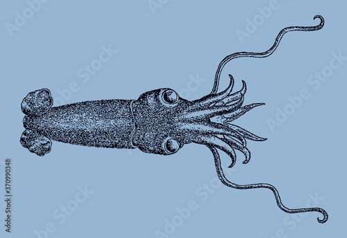 Deepsea squid, bathyteuthis abyssicola distributed in all oceans of the world in top view isolated on a blue background, after an antique illustration from the 19th century photo