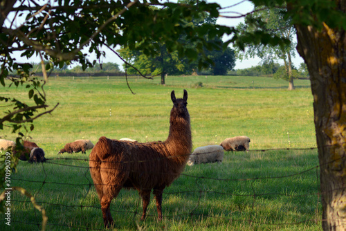 Portrait of a llama protecting a herd of sheep