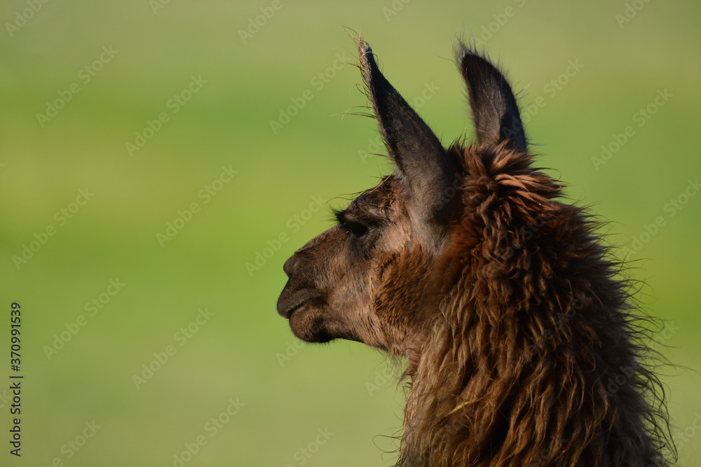 Fototapeta premium Portrait of a llama