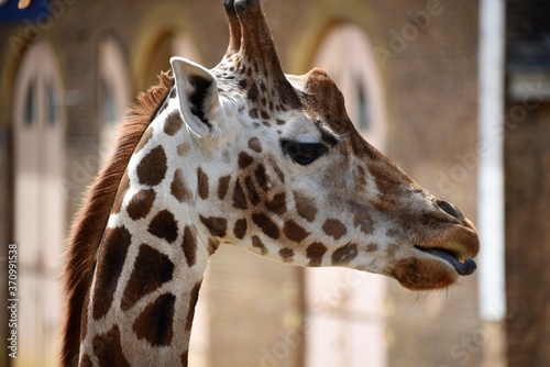 Cheeky looking giraffe pokes tongue out