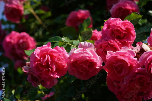 Pink Flower of Rose  CI. Roseurara  in Full Bloom 