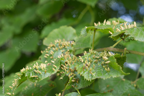 tree suffers from infection in summer, gall mite