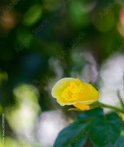 yellow rose flower