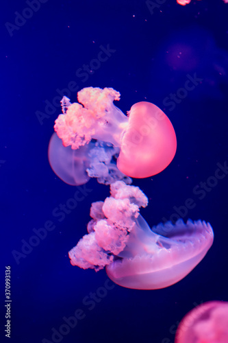  Delightful oceanic poisonous jellyfish in an ultra blue cart.