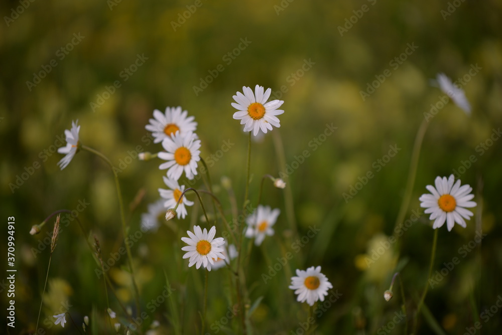 daisies through the grassy field. Leucanthemum in the sunset light daisies through the grassy field. Leucanthemum in the sunset light