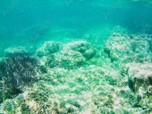 View of the seabed with the typical flora and fauna around Elba Island, Tuscany, Italy.