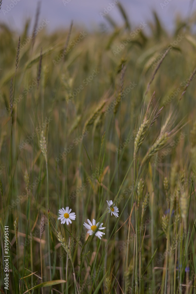 Obraz premium daisies through the grassy field. Leucanthemum in the sunset light