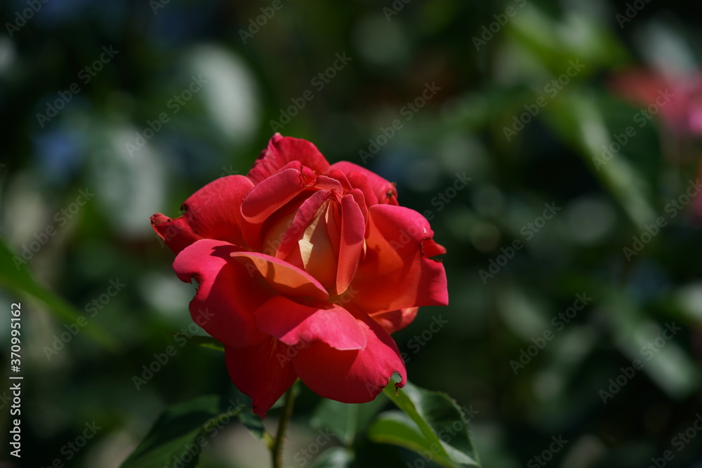 Red blend Flower of Rose 'Condesa de Sastago' in Full Bloom
