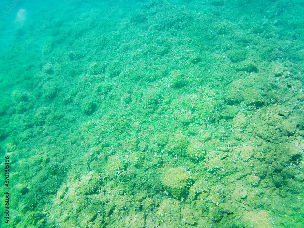 Obraz premium View of the seabed with the typical flora and fauna around Elba Island, Tuscany, Italy.
