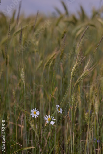 daisies through the grassy field. Leucanthemum in the sunset light