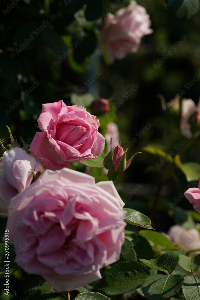 Light Pink Flower of Rose 'Conrad Ferdinand Meyer' in Full Bloom
Light Pink Flower of Rose 'Conrad Ferdinand Meyer' in Full Bloom