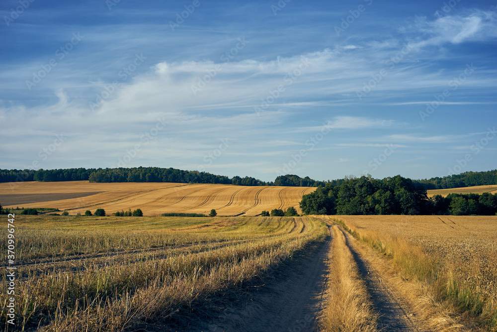 A rural road among golden fields during the summer harvest.