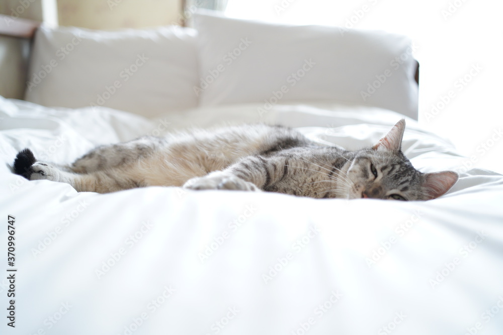 ベッドに横たわるエジプシャンマウ