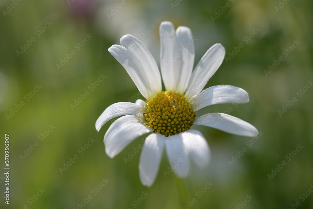 Large flower of wild field chamomile in a summer field
