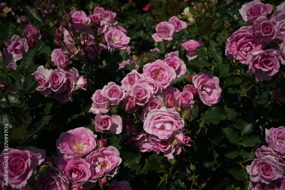 Obraz premium Faint Pink Flower of Rose 'Cotillion' in Full Bloom 