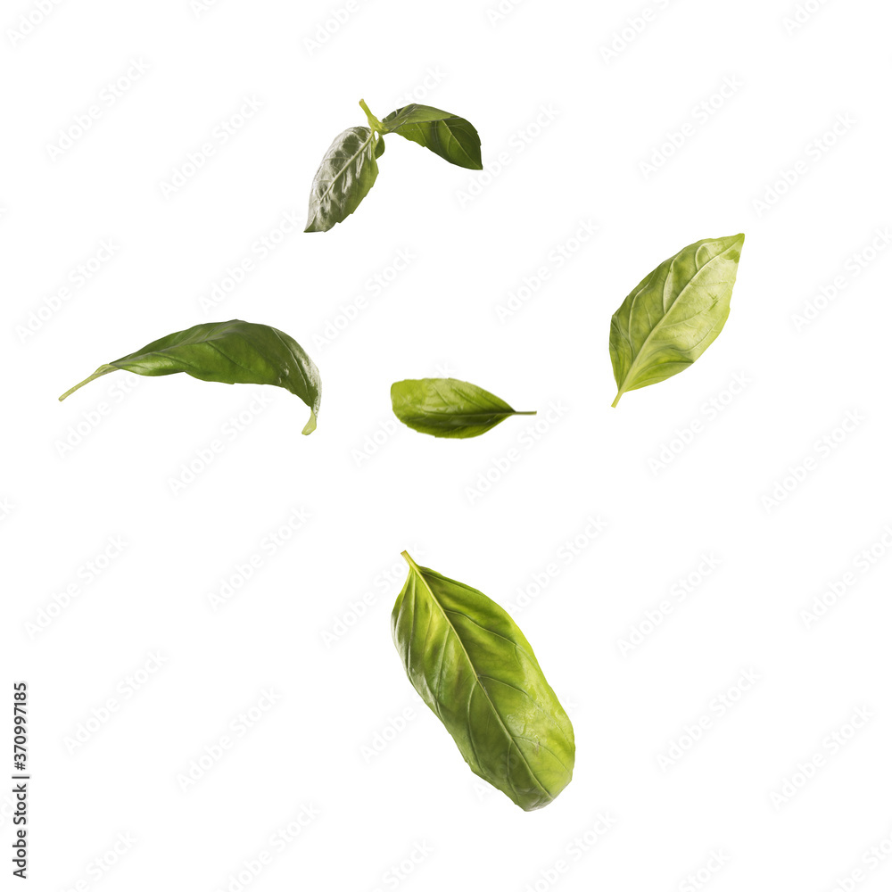 Fototapeta premium Green basil leaves falling from top to bottom isolated on white background close-up. Square shape.