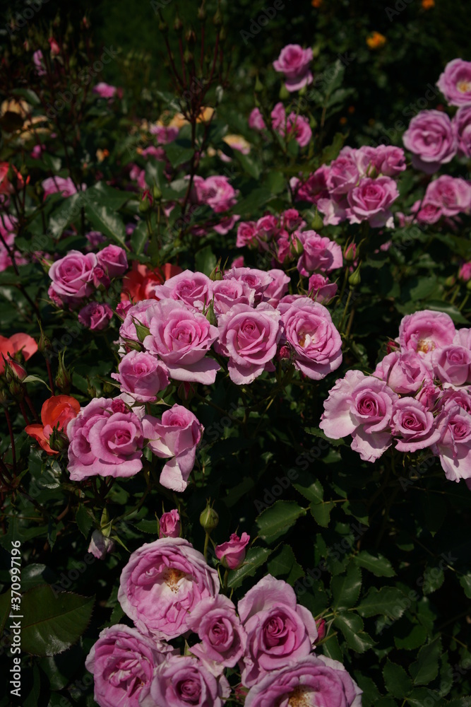 Faint Pink Flower of Rose 'Cotillion' in Full Bloom
Faint Pink Flower of Rose 'Cotillion' in Full Bloom