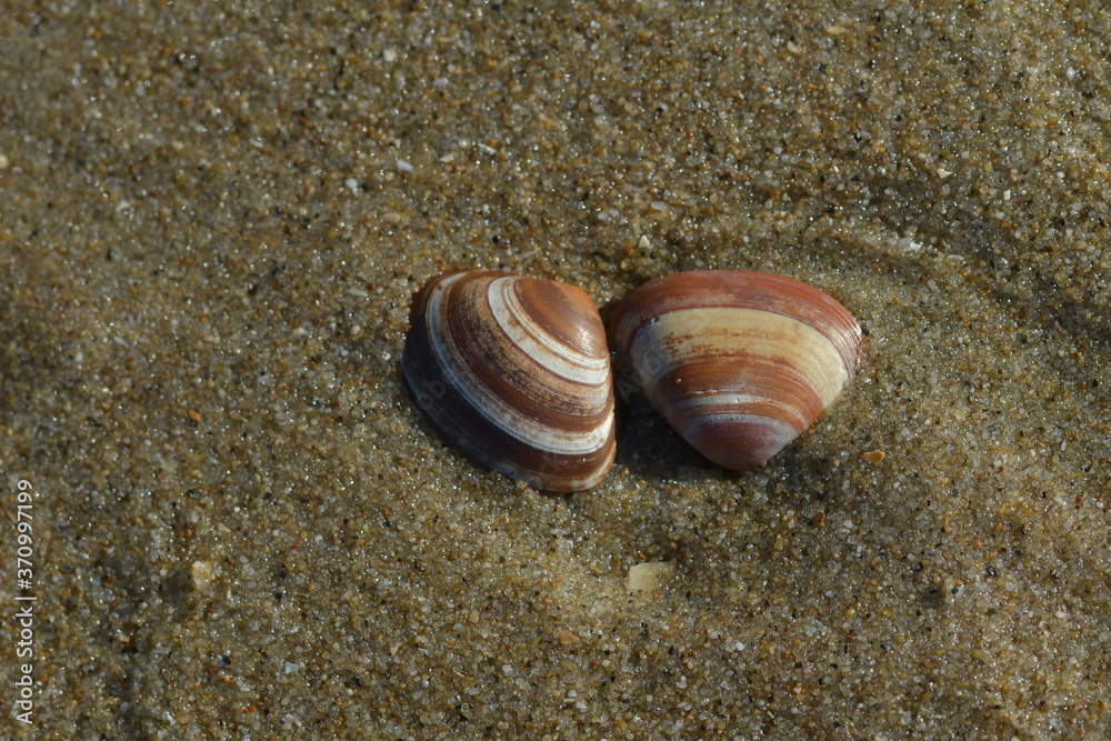 Zwei dunkel rote Muscheln mit weiße Streifen liegen auf dem nassen Meeres Sand und werden von dem Licht der Sonne beleuchtet. Zwei dunkel rote Muscheln mit weiße Streifen liegen auf dem nassen Meeres Sand und werden von dem Licht der Sonne beleuchtet.