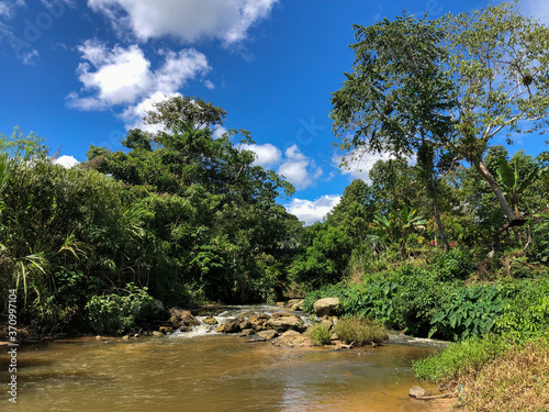 river in the forest