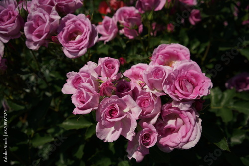 Faint Pink Flower of Rose  Cotillion  in Full Bloom 