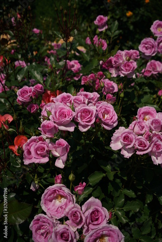 Faint Pink Flower of Rose 'Cotillion' in Full Bloom
