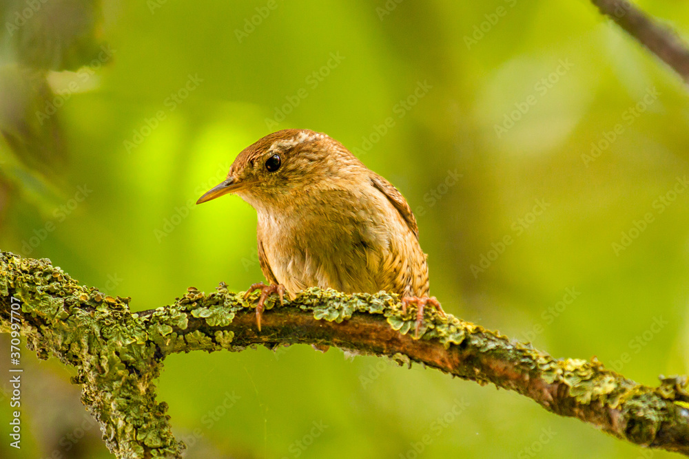 Obraz premium Eurasian wren (Troglodytes troglodytes) on a lichen covered branch, looking down from a tree