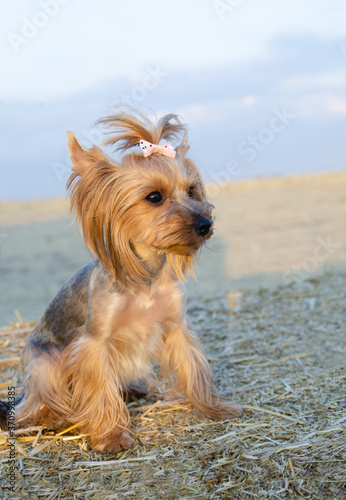 Small dog Yorkshire Terrier sitting on hay roll in summer day.