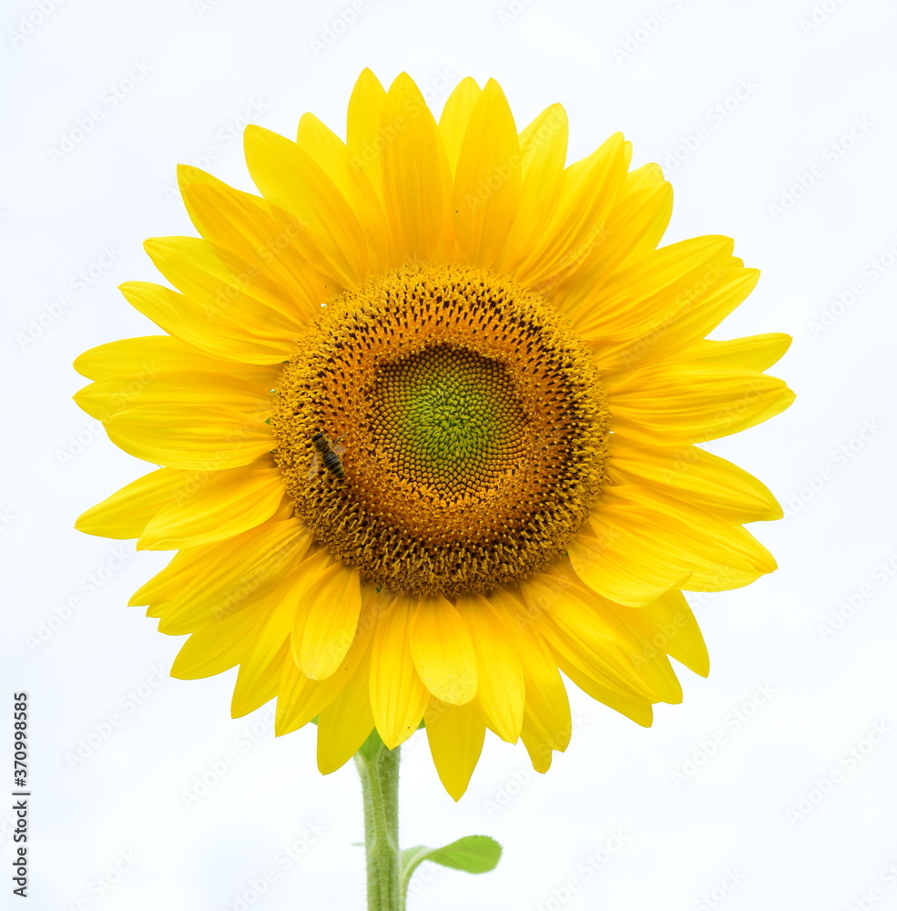 Fototapeta premium Sonnenblume isoliert und freigestellt vor hellen Hintergrund