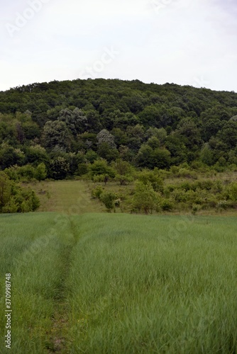 meadow cultivated with wheat and corn at the edge of the forest