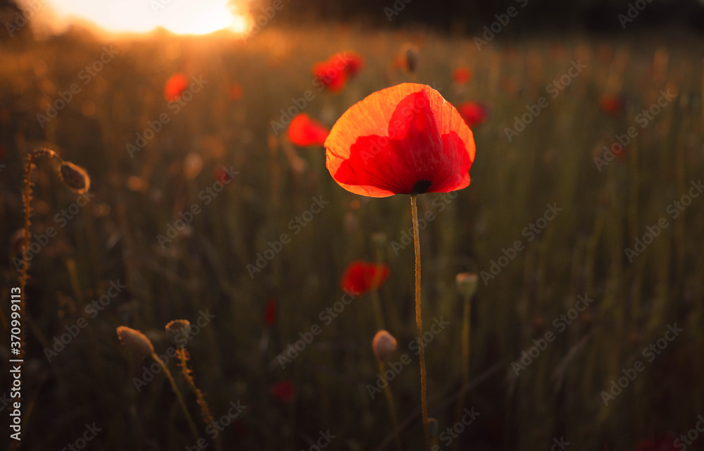 Obraz premium backlit 