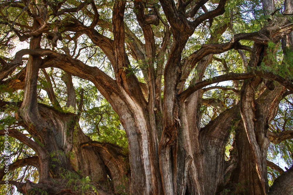 Obraz premium Huge unesco protected cypress tree in Tule in mexican state of Oaxaca