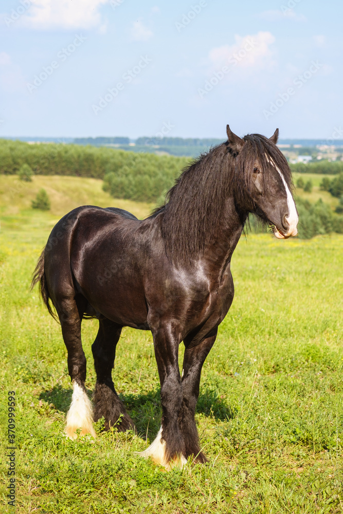 A beautiful brown horse with a long mane in the pasture at a horse farm. Portrait of a horse against nature background. Horse breeding, animal husbandry A beautiful brown horse with a long mane in the pasture at a horse farm. Portrait of a horse against nature background. Horse breeding, animal husbandry