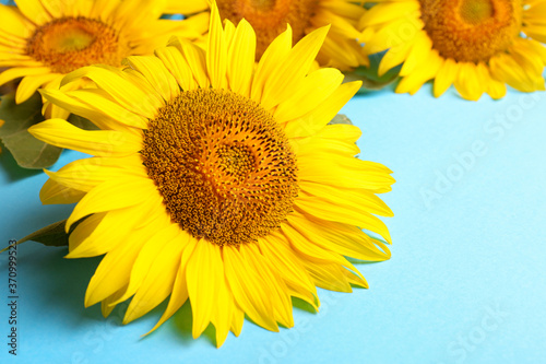 Beautiful bright sunflowers on light blue background  closeup