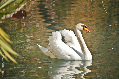 White Swan bird on the water