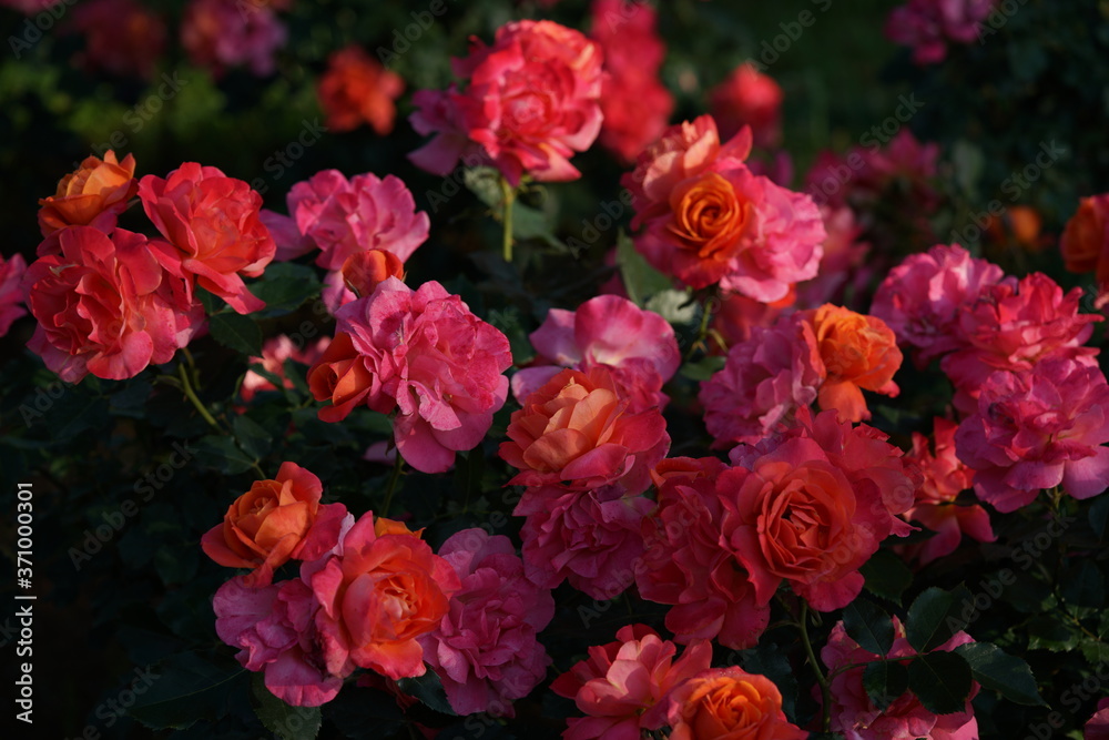 Fototapeta premium Orange Pink Flower of Rose 'Disneyland Rose' in Full Bloom 