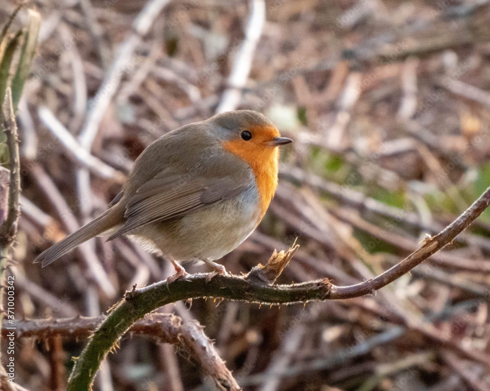 robin redbreast perching on a branch robin redbreast perching on a branch