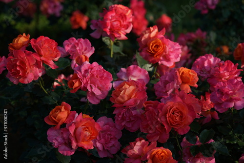 Orange Pink Flower of Rose 'Disneyland Rose' in Full Bloom 