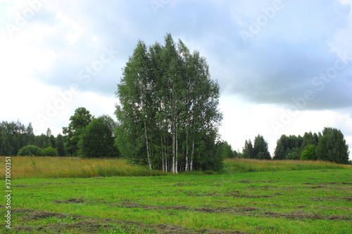 Birch trees in the field