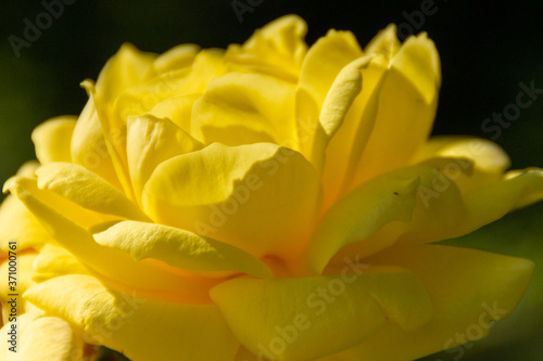 Wallpaper Mural yellow roses in the garden  Torontodigital.ca