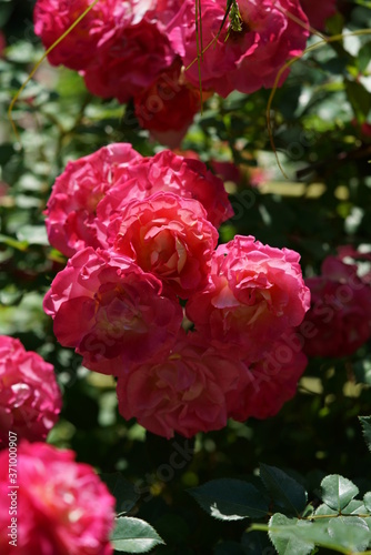 Pink Flower of Rose 'Docteur Eckener' in Full Bloom  © MasterChefNobu