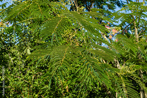 Albizia julibrissin is Persian silk tree or pink silk tree family Fabaceae. Beautiful carved leaves on branches of acacia. Close-up. Atmosphere of relaxing holiday and love. Nature concept for design.