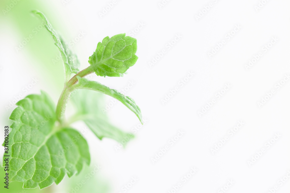 Peppermint branch with fresh green leaves isolated on white background in corner view for healthy food wallpaper Peppermint branch with fresh green leaves isolated on white background in corner view for healthy food wallpaper
