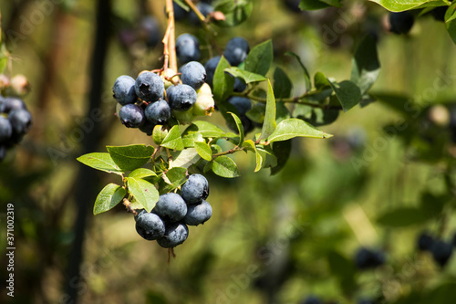 Fresh blueberry fruits on plant. Tasty blueberries