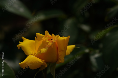 Yellow Flower of Rose 'Duftgold' in Full Bloom
 photo