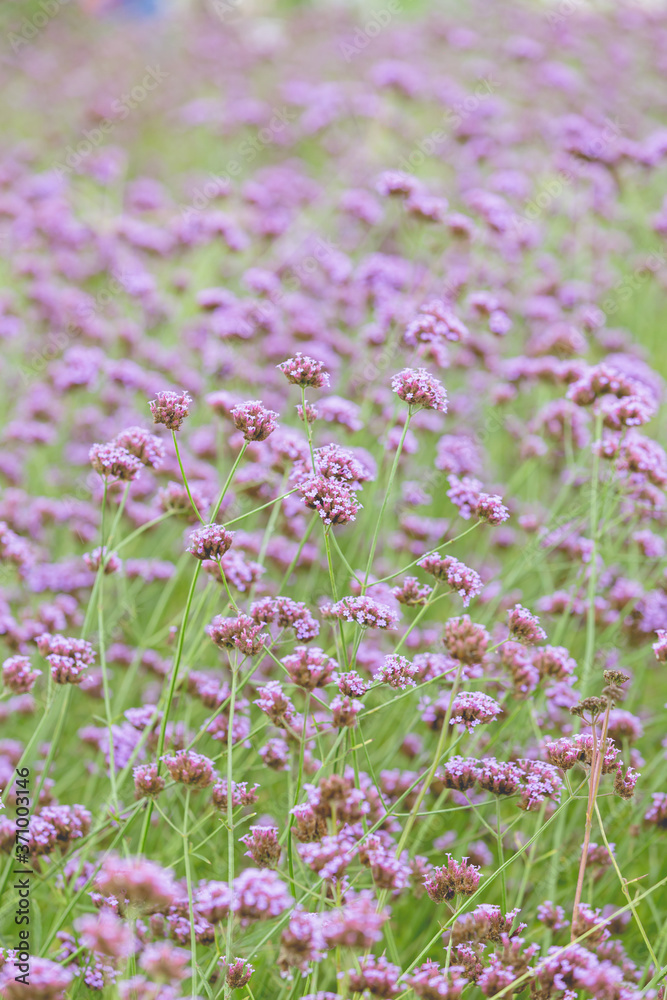 Verbena bonariensis flowers in garden Verbena bonariensis flowers in garden