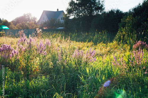 Photos Typical summer season landscape in the Moscow region, Russia