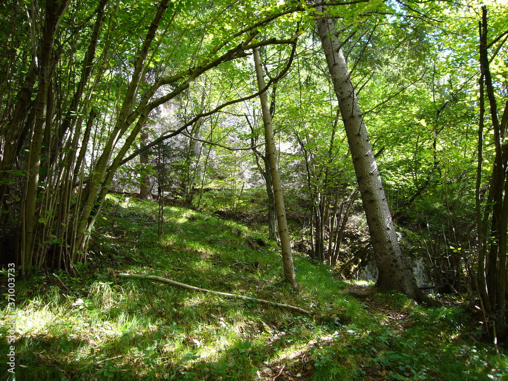 Wald Wald