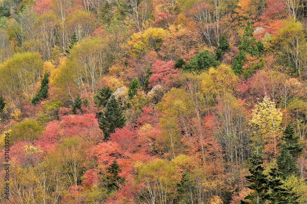 Fototapeta premium 日光白根山(丸沼高原)の秋真っ盛りの紅葉風景