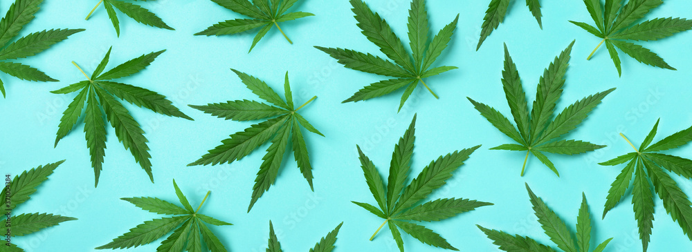 Pattern of hemp or cannabis leaves on blue background. Top view. Flat lay. Close up of fresh cannabis leaves for your design. Banner