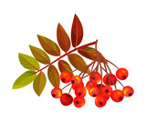Rowan Berry Cluster Hanging on Tree Branch with Pinnate Leaves Vector Illustration